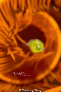 SWIRL
When I took this shoot , I used  aperture of 6.3 t... by Tianhong Wang 